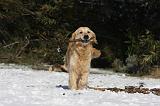 GOLDEN RETRIEVER 787